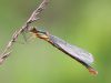 Lestes dryas - juvenil female _img_2849