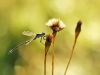 Lestes dryas - male
