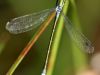 Lestes dryas - male