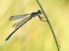 Lestes dryas - male - early in the morning