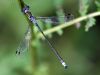 Lestes sponsa - male - Draufsicht