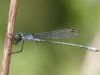 Lestes sponsa - male adult