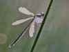 Lestes virens vestalis - female (img15)