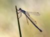 Lestes virens vestalis - female