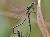 Lestes virens - kopula _img_26