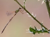 Lestes barbarus
