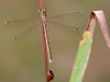 Lestes barbarus