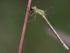 Lestes barbarus