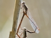 Sympecma fusca Kopula