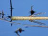 Sympecma fusca - male  - March 2012