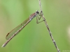 Sympecma paedisca