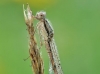 Sympecma fusca - coolman
