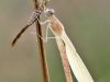 Sympecma fusca - Metamorphose - Exuvie