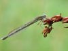 Sympecma fusca - female