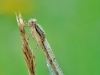 Sympecma fusca_immature male