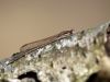 Sympecma fusca - male - April 2013