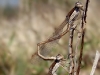 Sympecma fusca