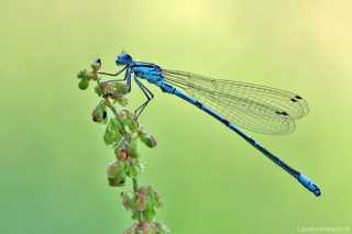 Libellen - Odonata > Kleinlibellen - Zygoptera > 4 Familien in Mitteleuropa