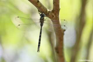 Caliaeschna microstigma - male