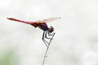 Trithemis annulata - male 143