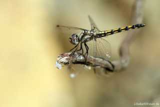 Trithemis festiva - female _ _IMG_067