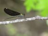 Calopteryx virgo ssp. festiva - female _IMG