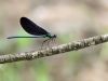 Calopteryx virgo ssp. festiva - male