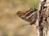 Charaxes jasius_IMG_5201