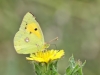 Colias croceus_IMG_4752