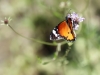 Danaus_chrysippus_IMG_7024