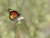 Danaus_chrysippus_IMG_7025