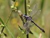 Gomphus - schneiderii - male