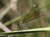 Calopteryx splendens ssp. amasina - female _IMG_0321