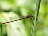 Ceriagrion georgifreyi - female_f. typica_IMG_0582