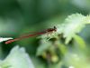 Ceriagrion georgifreyi - male _IMG_0596
