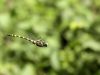 Cordulegaster insignis - flying male _ IMG_1164