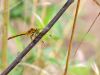 Sympetrum sanguineum - female immature _IMG_1650