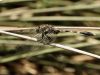 Orthetrum sabina - male _IMG_2007