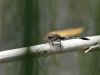 Orthetrum sabina - male _IMG_2031