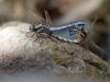 Orthetrum chrysostigma - copula _IMG_2404