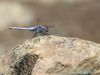 Orthetrum taeniolatum - male _IMG_2453