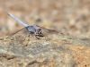 Orthetrum taeniolatum - male _IMG_2481