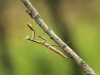 Mantis religiosa, female nymph_IMG_2685