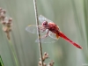 Crocothemis erythraea - male IMG_2742