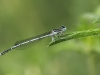 Platycnemis pennipes - male IMG_4717