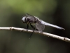 Libellula fulva - male IMG_4780