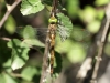 Aeshna isoceles ssp. antehumeralis - female IMG_4865