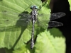 Gomphus schneiderii - male IMG_4875