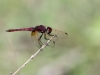 Trithemis annulata - male IMG_4904