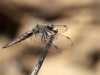 Libellula fulva - female IMG_5062